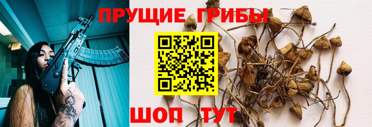 Псилоцибиновые грибы Psilocybe Кызыл